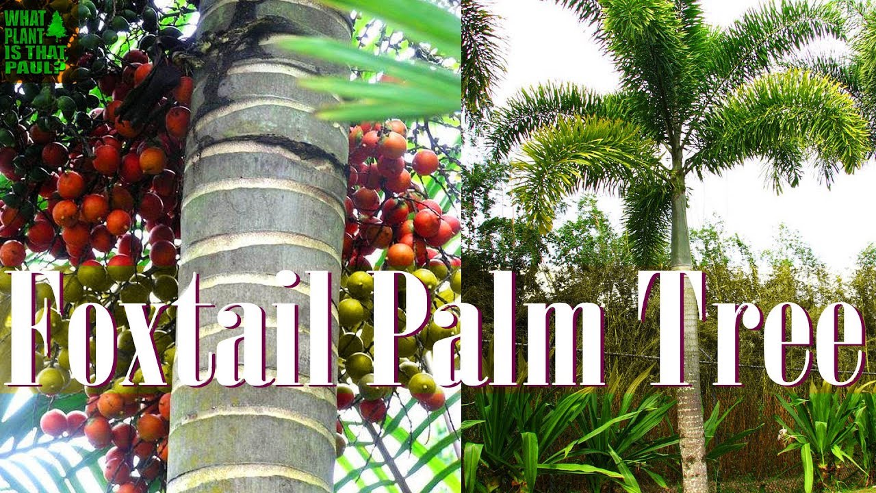 Foxtail Palm - a tropical showstopper, drought tolerant and disease resistant.