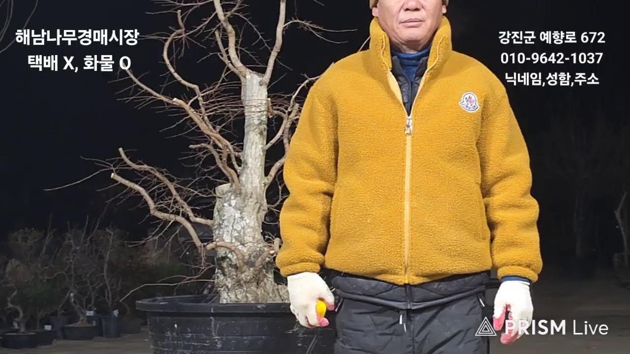 2026,01.17. 해남나무경매시장 라이브 방송