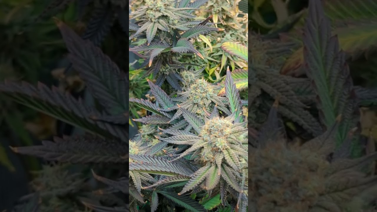 zoap strain in a 3x3.