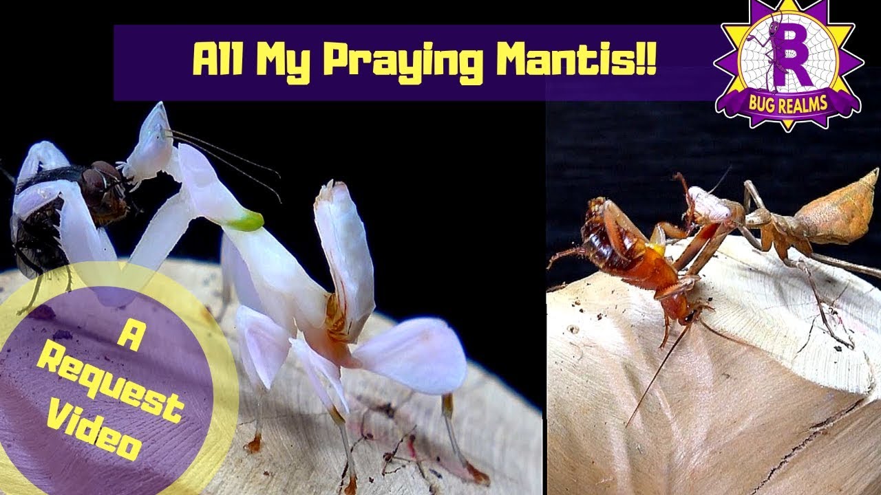 Request Video - ALL MY PRAYING MANTIS! (Mantid's)