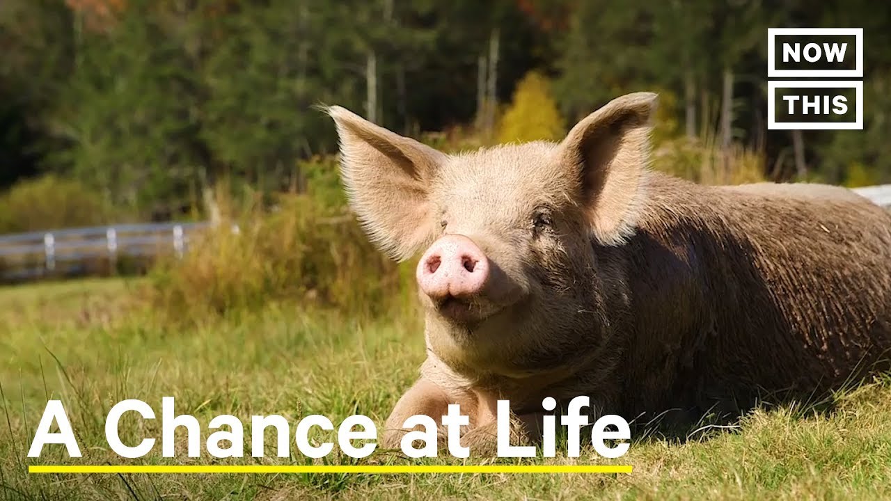 These Farm Animals Got a Chance at Life | NowThis