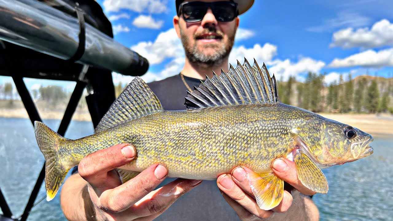 Walleye fishing Lake Roosevelt with Eric Magnuson.