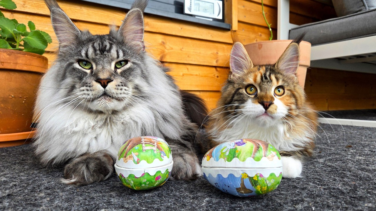Easter Egg Hunt... for Cats?!