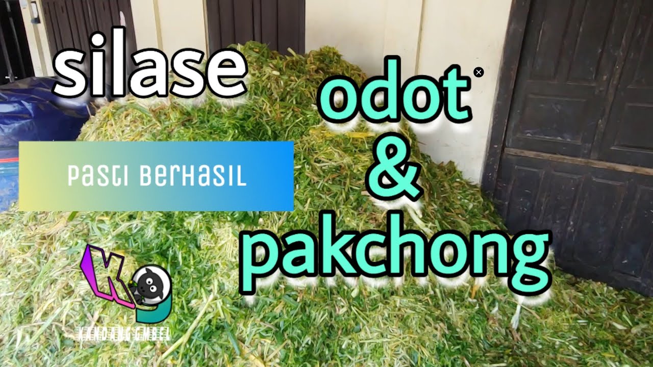 membuat SILASE RUMPUT ODOT & PAKCHONG - rahasia agar sukses