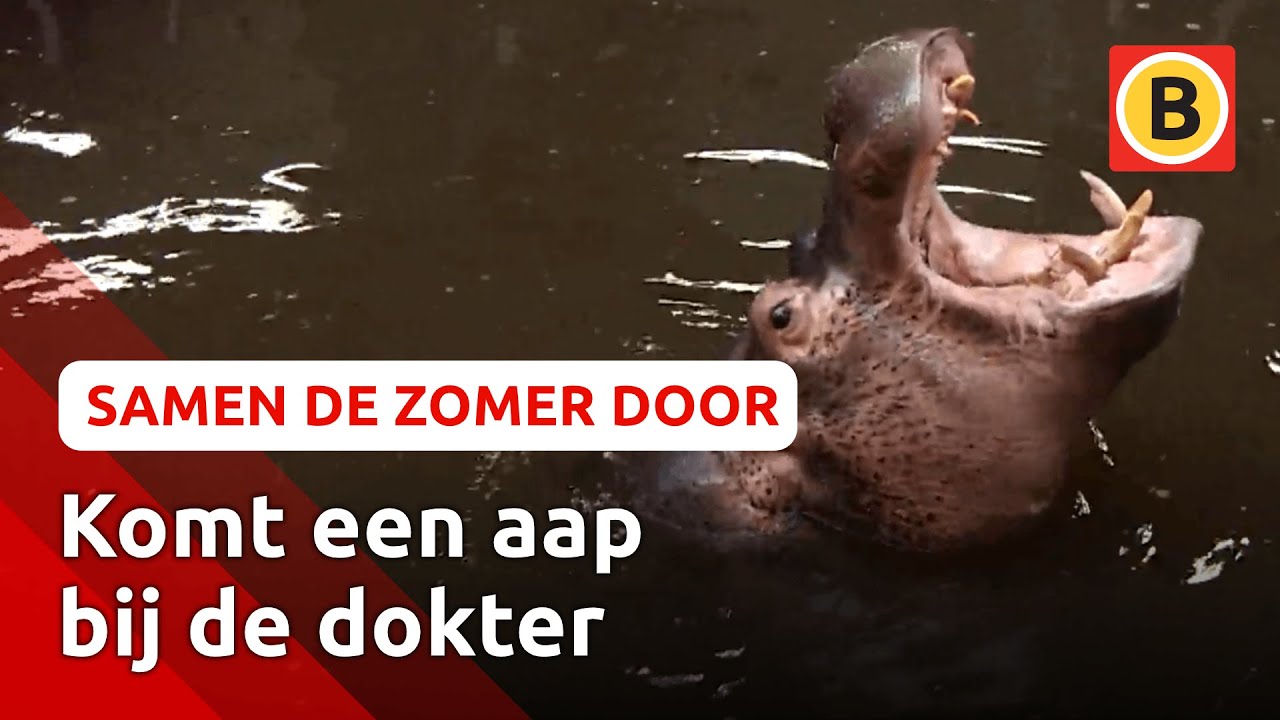 Nijlpaard Juliette komt naar Hilvarenbeek | Samen de zomer door