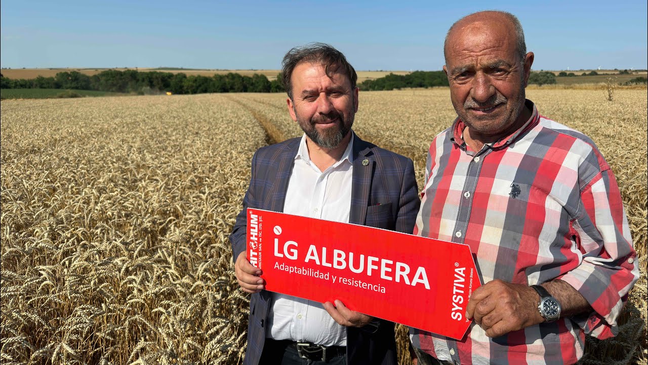 LG ALBUFERA EKMEKLİK BUĞDAY HASAT