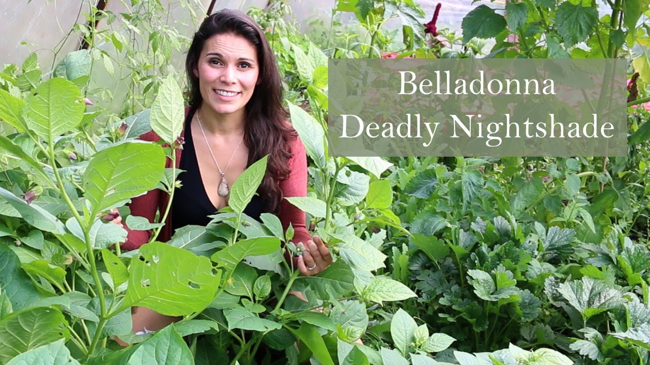 Deadly Nightshade (Atropa belladonna) growing in Ireland