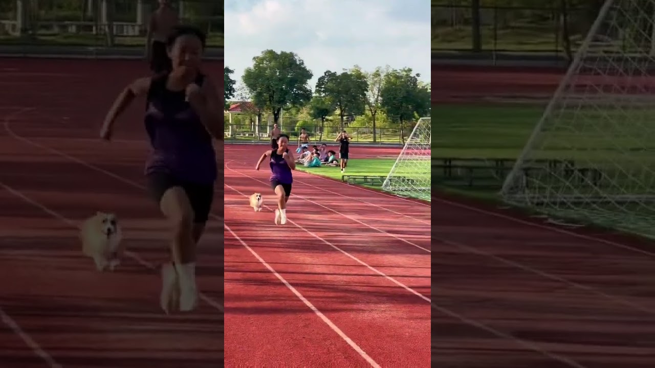 Corgi vs woman #corgi #animals  #corgipuppy #athletics