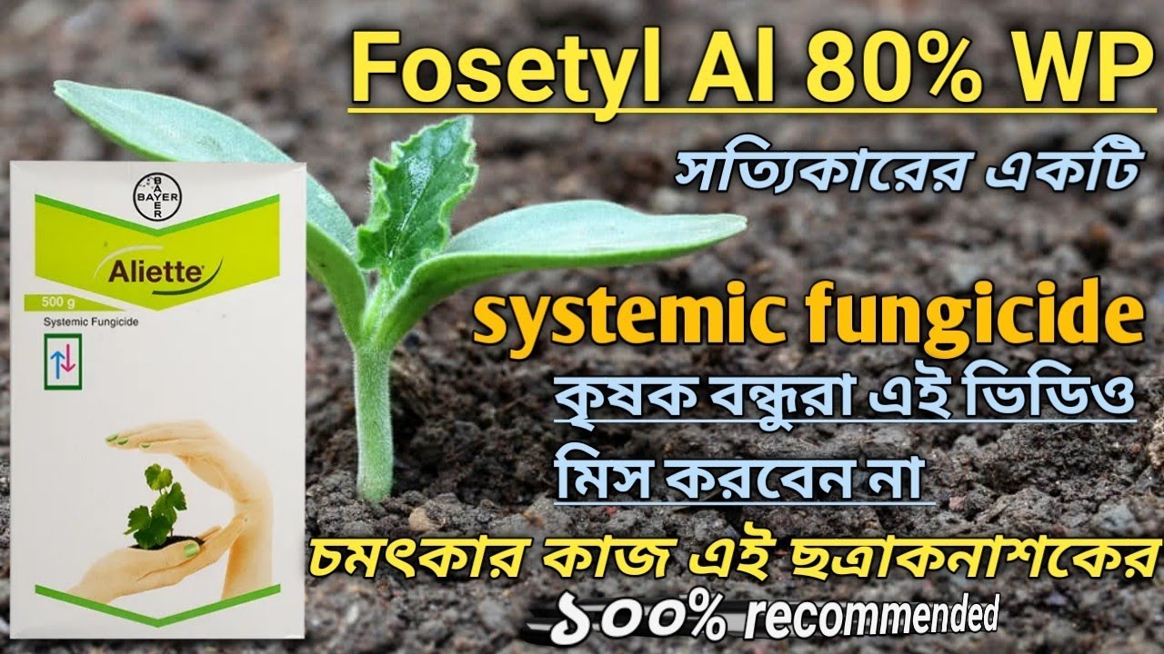 Bayer Aliette Fungicide | Fosetyl Al 80% WP | Aliette ছত্রাকনাশক এর ব্যবহার | Aliette Fungicide dose