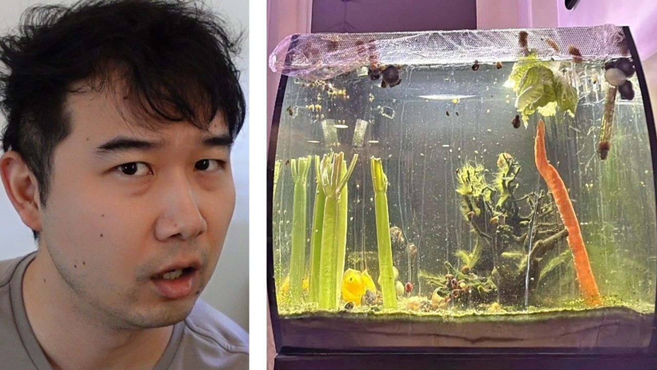 this is the CRAZIEST Fish Tank I've EVER SEEN | Fish Tank Review 343