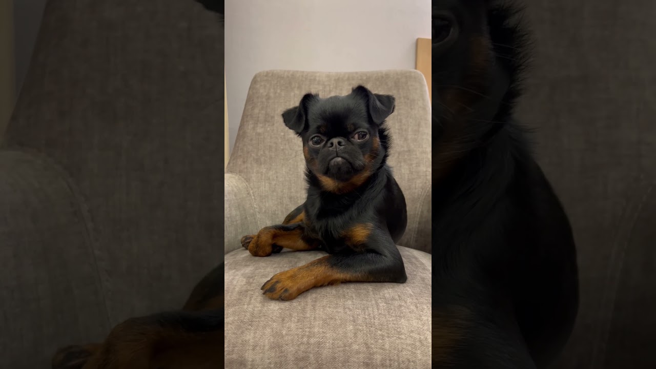 I&rsquo;m Charlie - Brussels Griffon Petit Brabancon #griffon #dogs #dog #doglovers #shorts #doglover