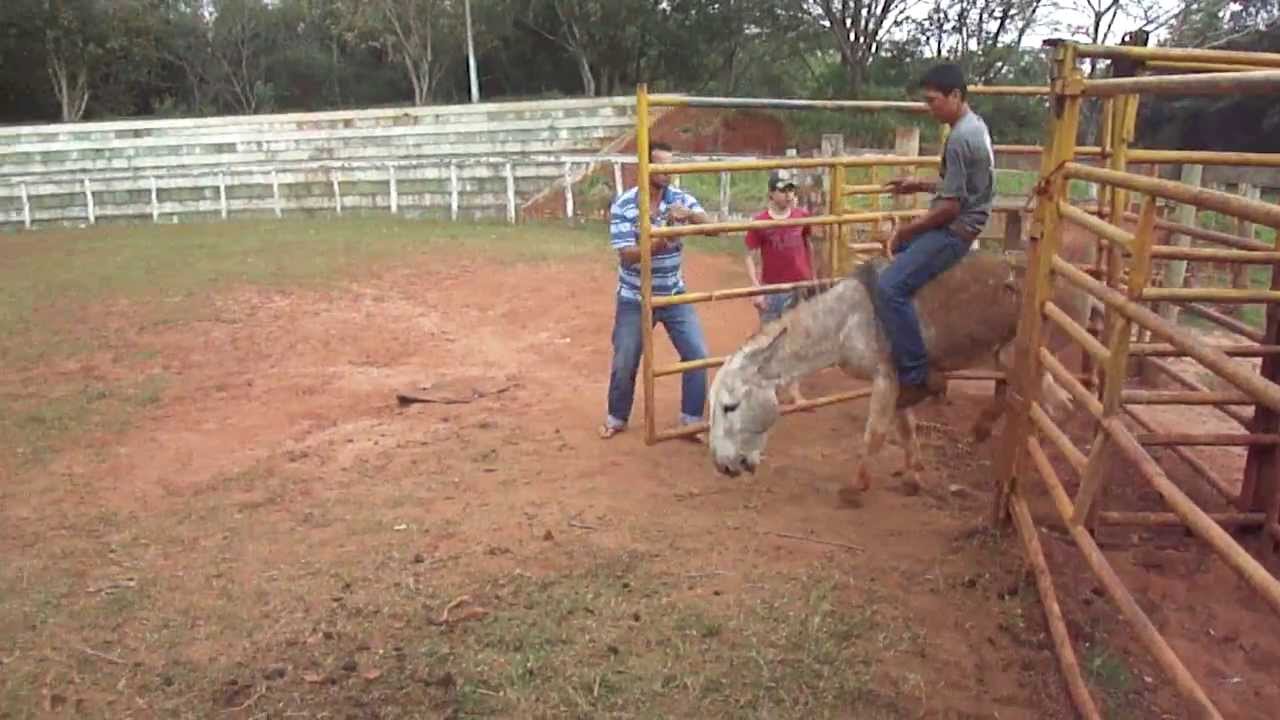 Montaria em jegue Dte do Norte parte 2