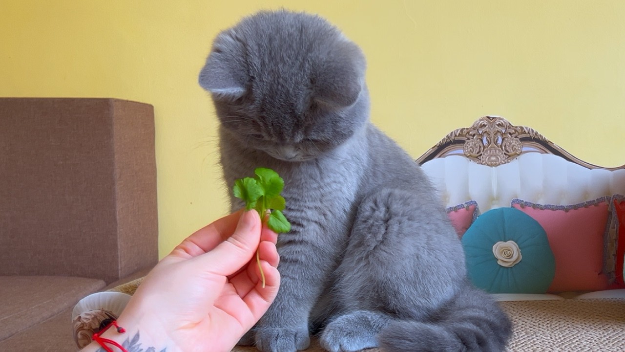 Kitten Tries Herbs & Greens... The OLIVE Broke Him! 🫒🙀