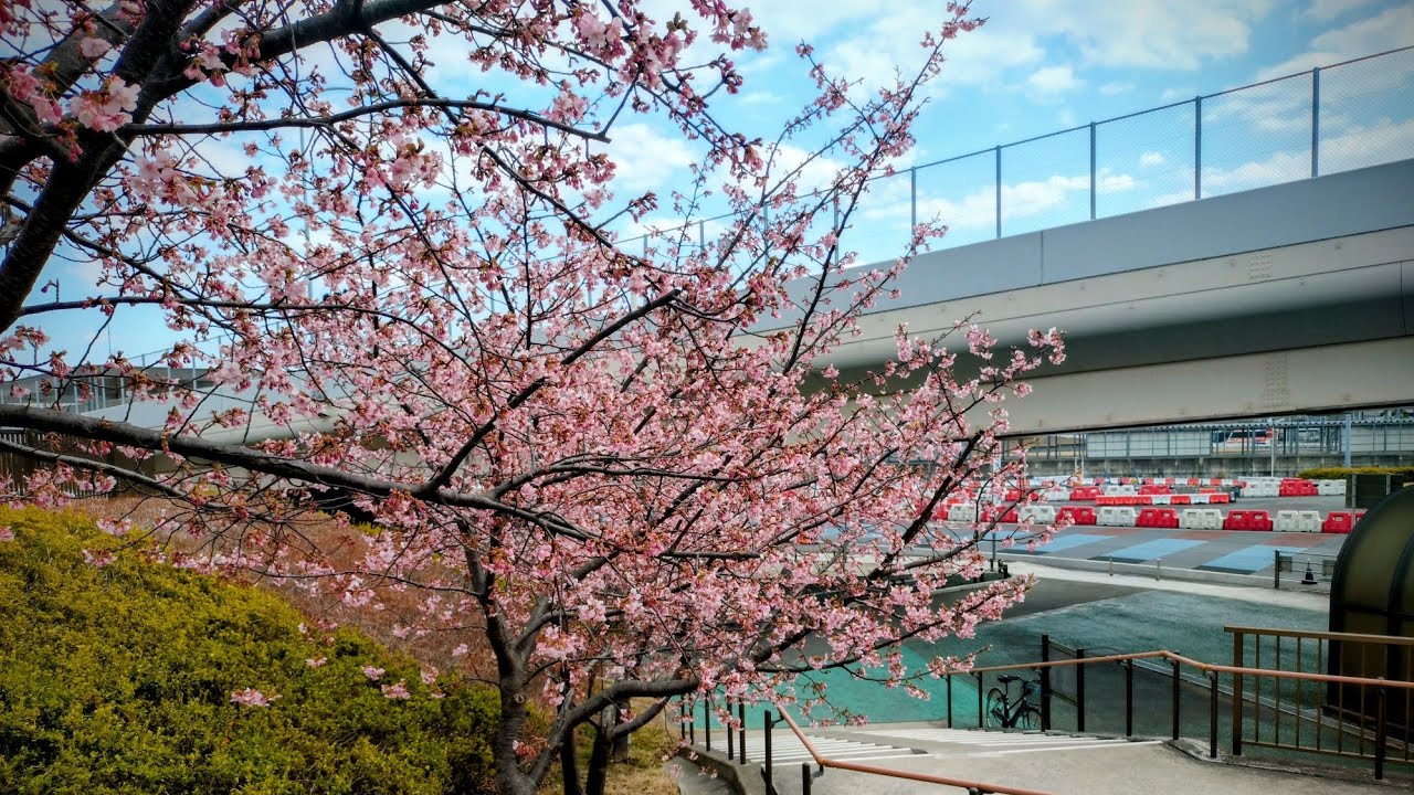 ✈️#空港へgo!! 春🌸#河津桜 (R8 2/22)11:30#成田空港 #車中泊で日本一周 