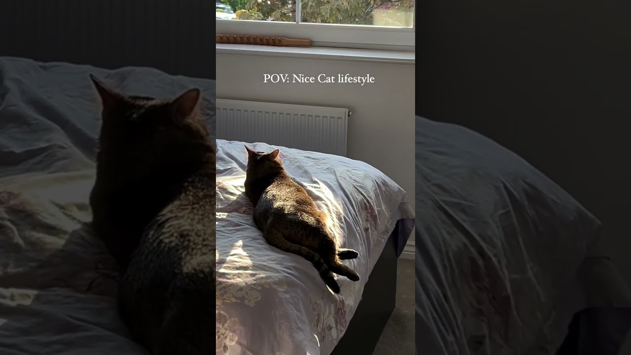 Nice cat lifestyle and daily, why she is so chill ?