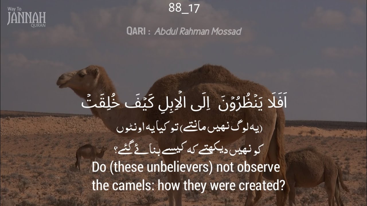 Surah Al-Ghashia By Abdul Rahman Mossad with urdu and english Translation