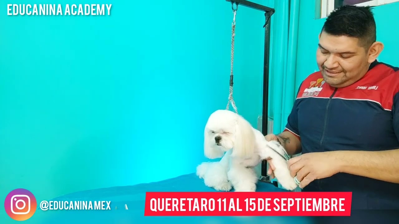 CURSO ESTÉTICA CANINA QUERÉTARO del 11 al 16 de Septiembre!!!