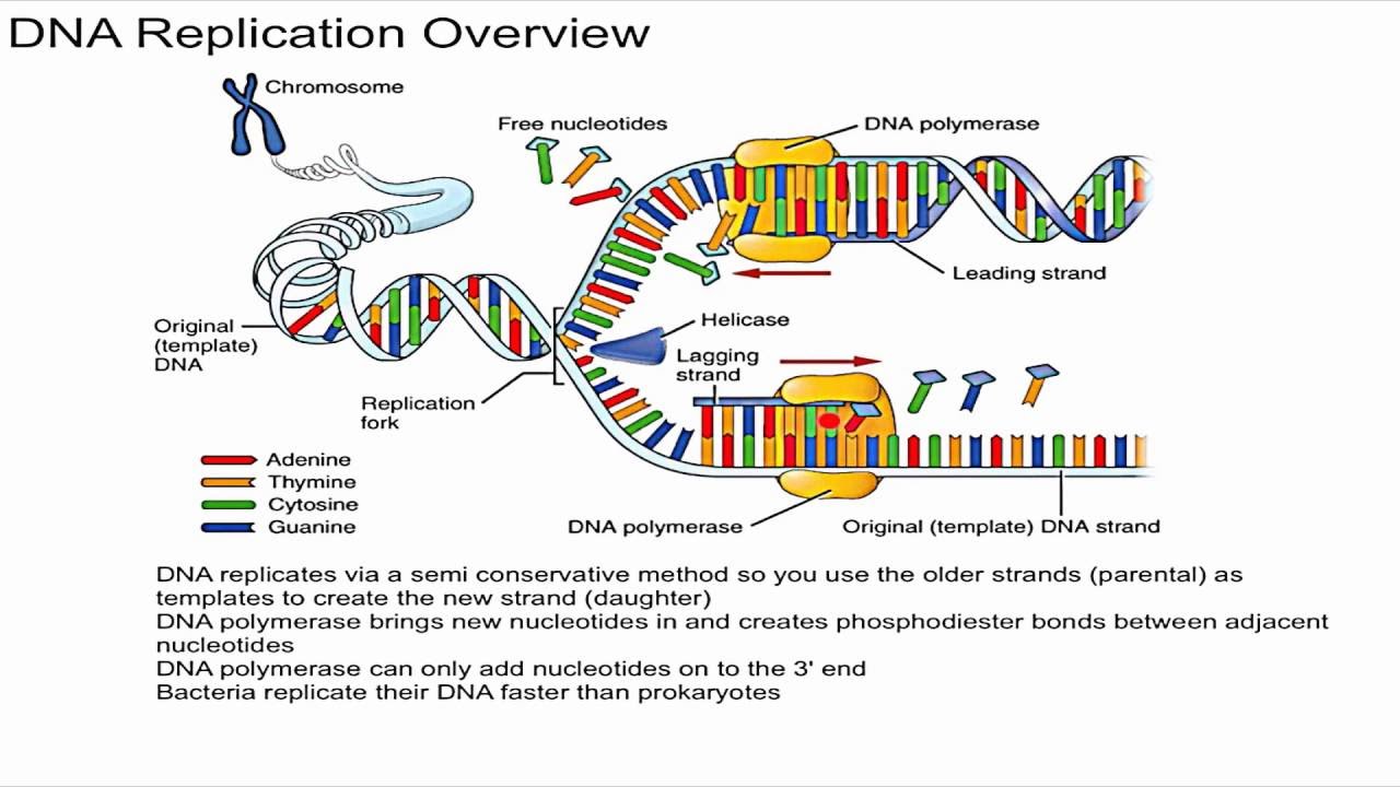DNA Replication Overview