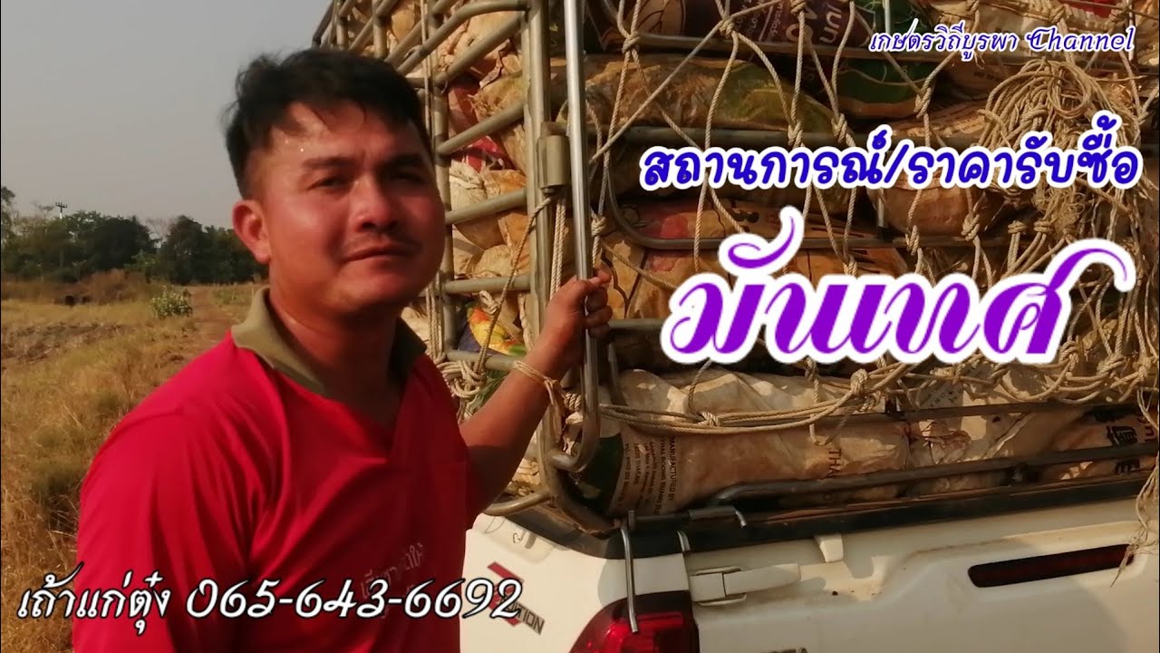 สถานการณ์​/ราคารับ​ซื้อ​มันเทศ​วันนี้ เถ้าแก่ตุ๋ง 065-643-6692​