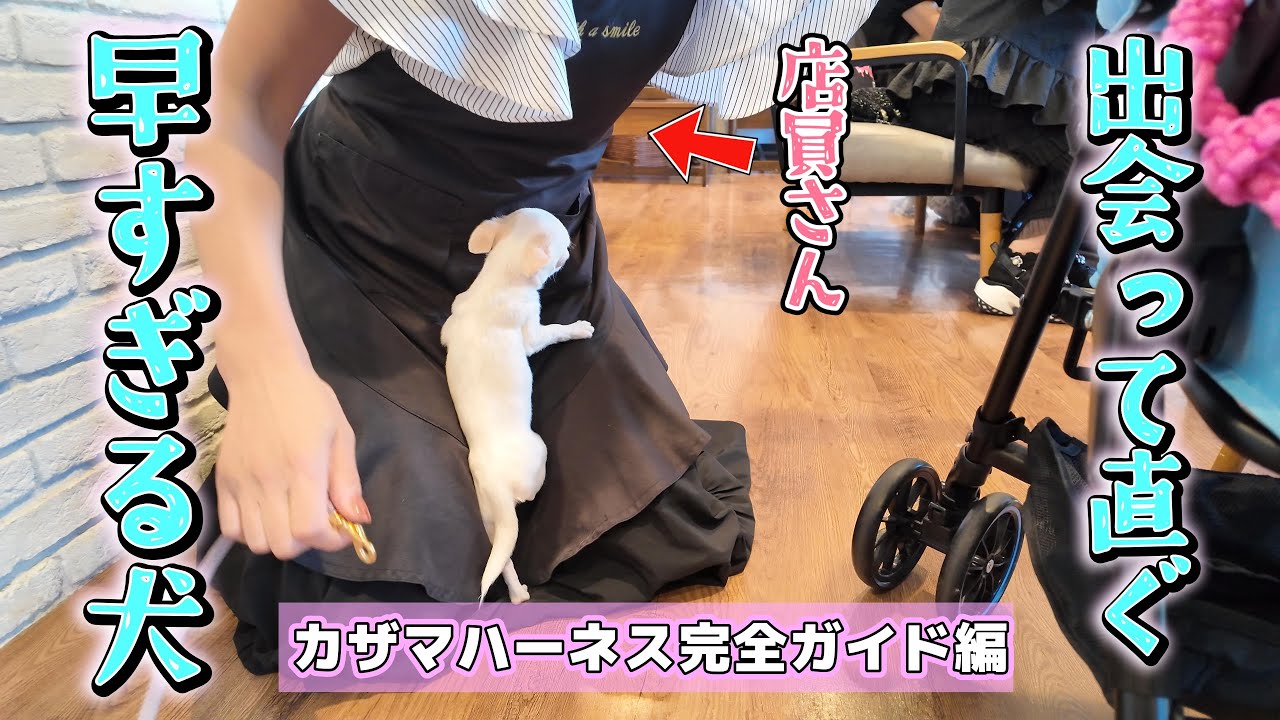 【早すぎｗ】出会って数秒で心を許した極小チワワの懐き方が可愛すぎるｗｗ