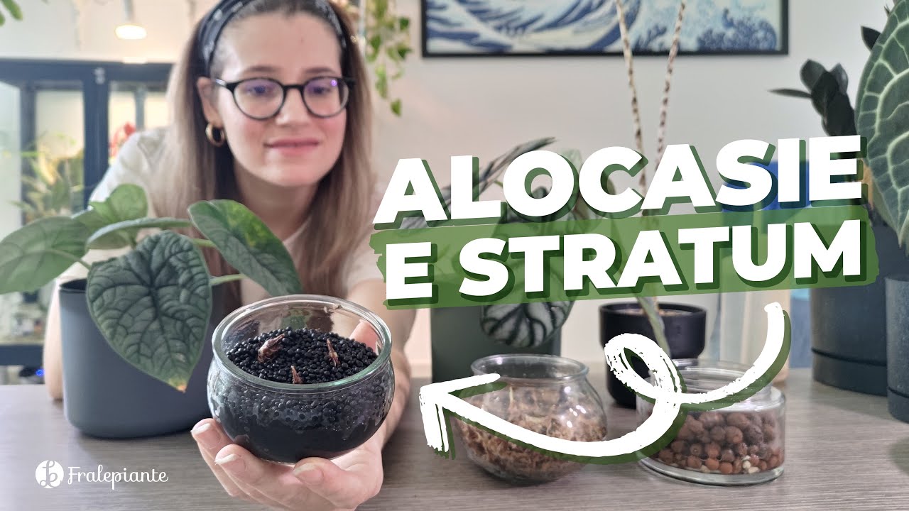 Propaghiamo l'ALOCASIA con lo STRATUM | provo NUOVO substrato