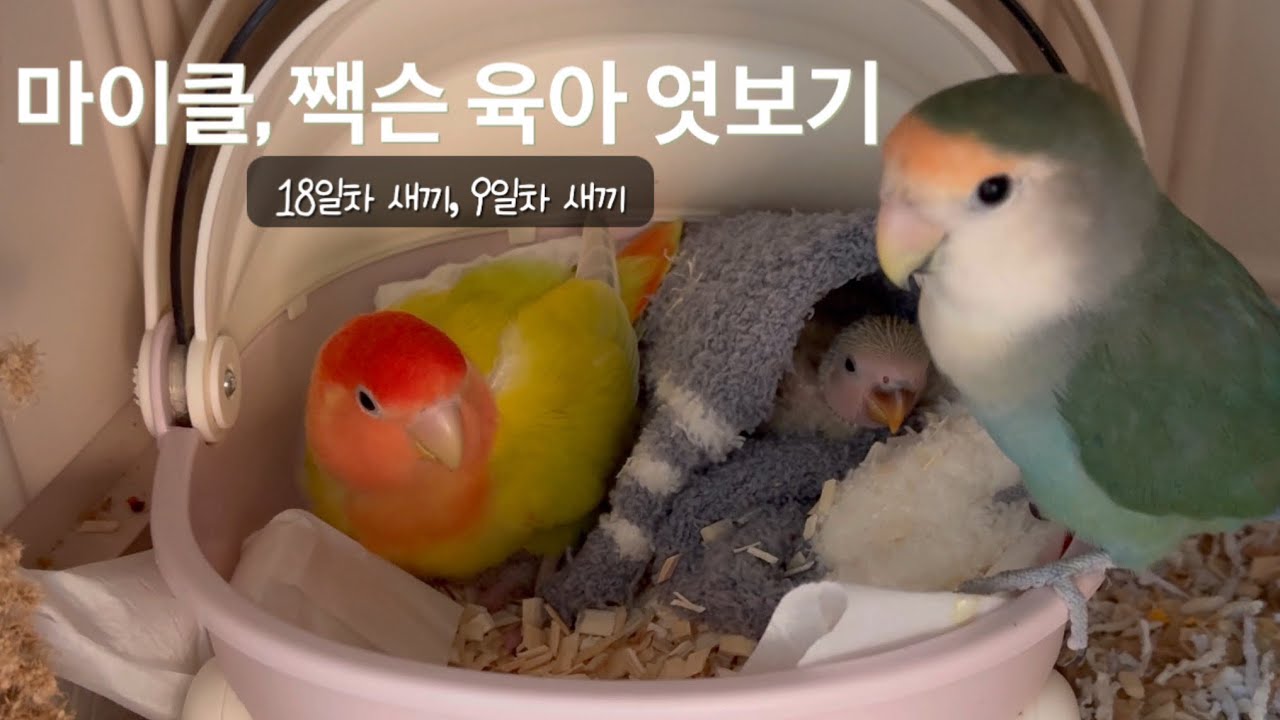 모란앵무새 새끼 육아 엿보기 (마이클, 짹슨 새끼 18일차, 9일차)