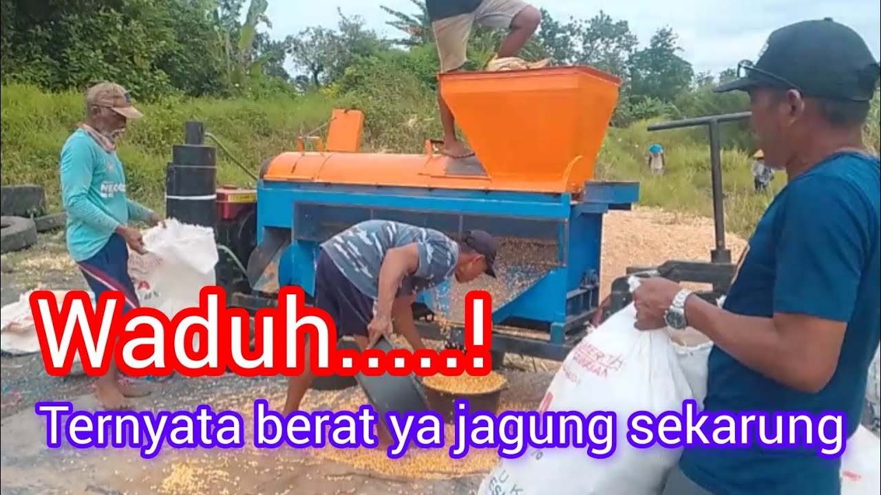 Berat juga ya jagung sekarung #fypシ゚viral #viralvideo #blowerjagung 