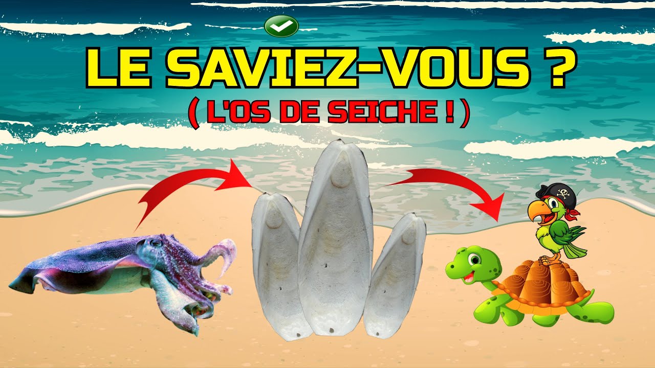 L'os de seiche ! Le saviez-vous ? 💡 #nature #bercksurmer