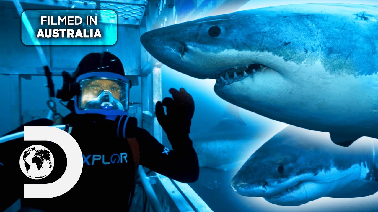 Rare Shark Behaviour Caught on Camera for the First Time | Shark Week: Great White Double Trouble