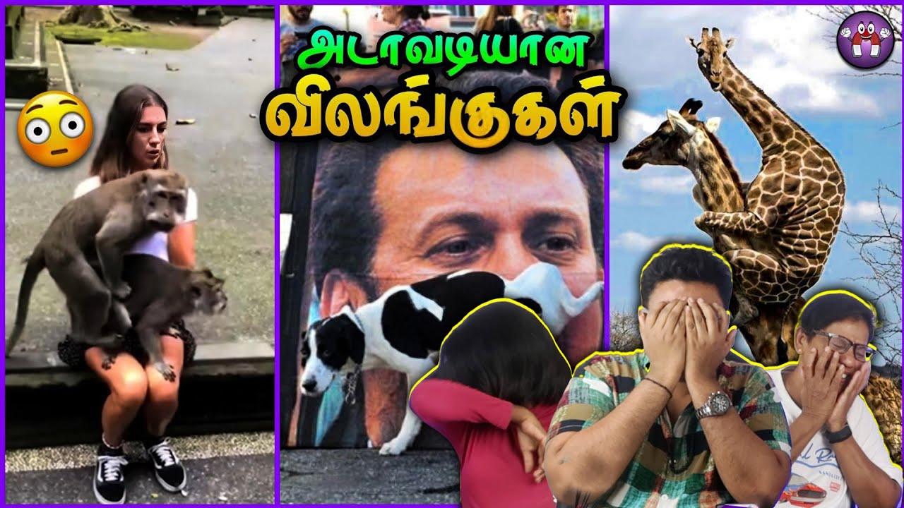 மொரட்டு விலங்குகளின் சேட்டைகள் 😂 | Ramstk Family@themagnetfamily2.0