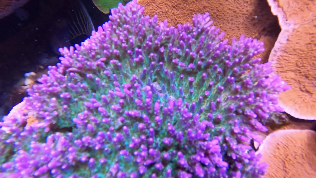Reef Tank 2020