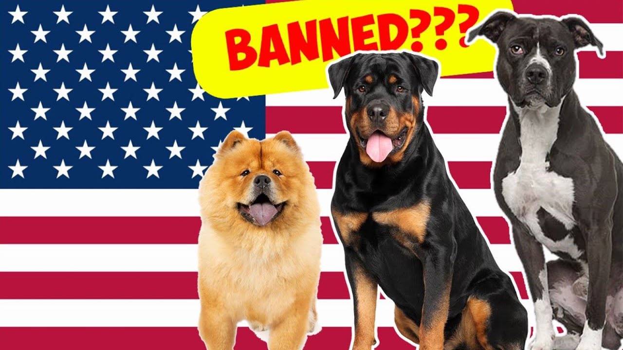 Dangerous Dog Breeds You Never Knew Were Banned in the USA