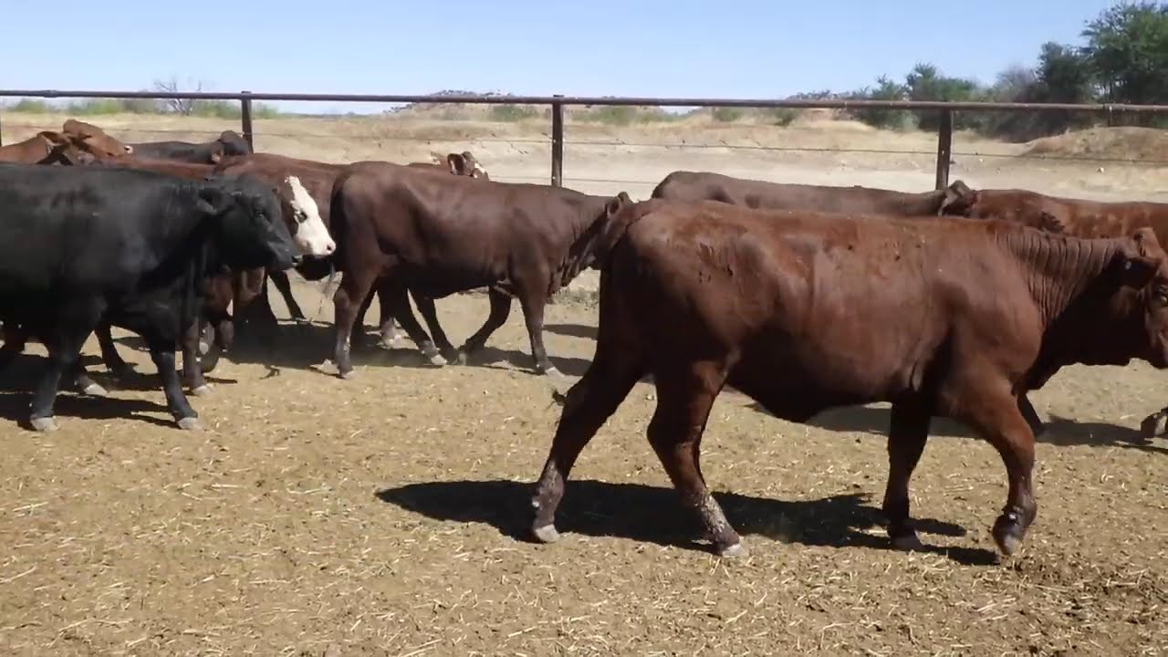 164 MT LANDSBOROUGH BACKGROUNDER HEIFERS. HGP FREE - AV 353.2KG CURFEWED