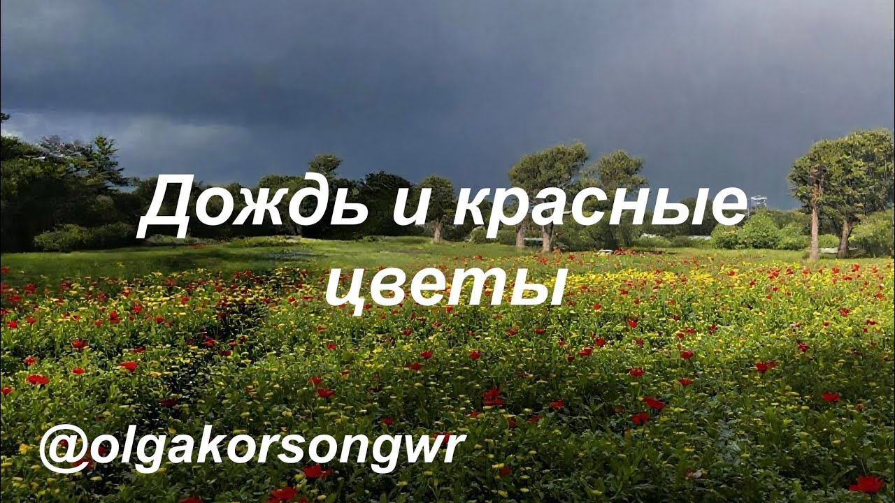 Дождь и красные цветы. Автор  слов Ольга Коротя. #музыка #память#жизнь#природа 
