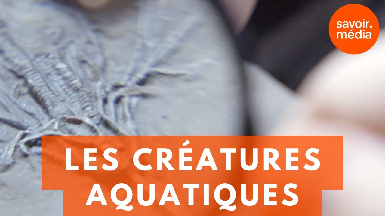 Les créatures aquatiques -  La préhistoire du Québec