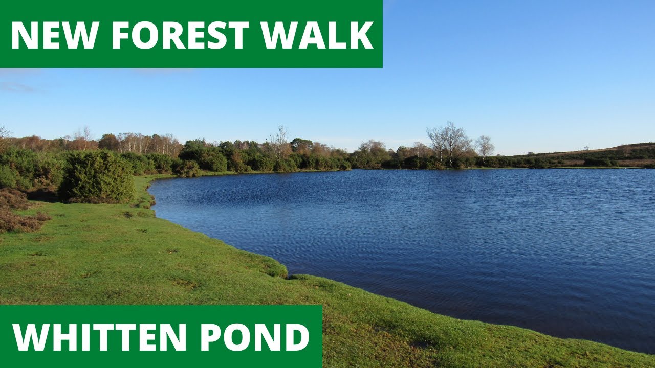 NEW FOREST WALK at WHITTEN POND (NEW FOREST NATIONAL PARK) (4K)