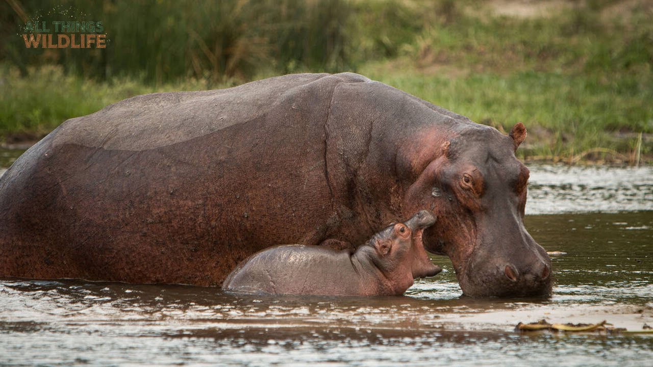Why Hippo Attacks Are So Deadly?