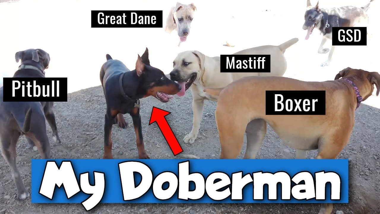 Doberman Pinscher at the Dog Park - AWESOME!