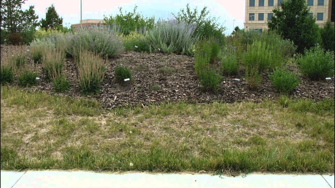 Aurora Water Conservation - Xeriscape Basics