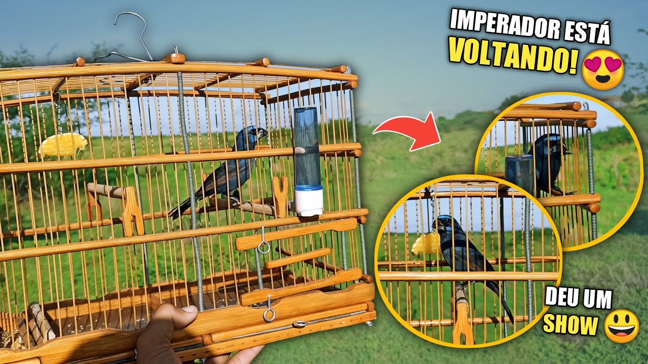 IMPERADOR ABRIU CANTO! 😍 NOS PASSEIOS! (Campeada de azulão)