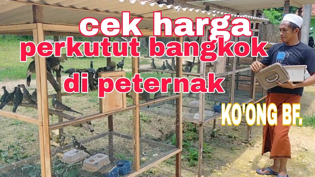 cek harga perkutut bangkok di penangkaran langsung