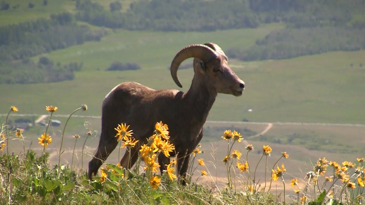 2015 National Bison Range Wildlife Refuge - near Missoula, Montana, MT