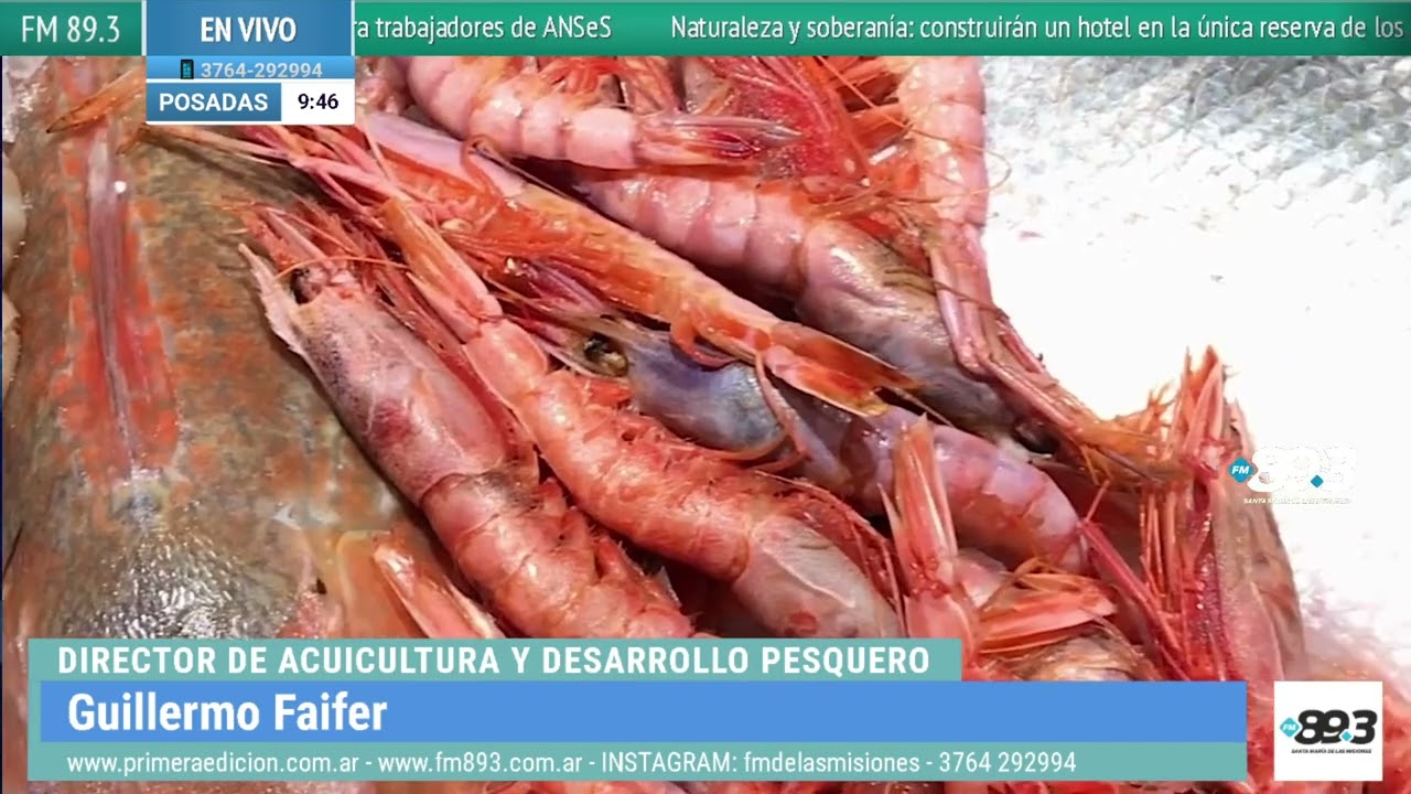 “La piscicultura misionera crece y se prepara para Semana Santa”