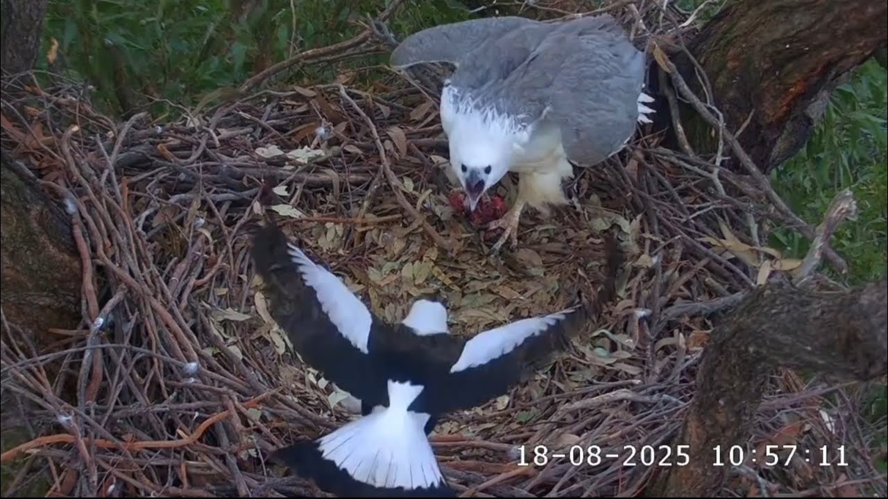 Another Currawong attack on eagle nest | Sea-EagleCAM | Aug 18, 2025