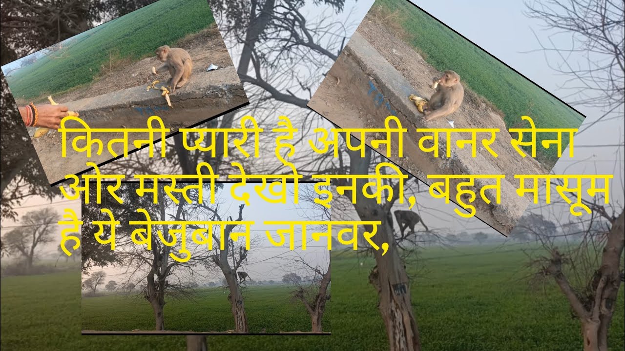 आज बहुत मस्ती के मूड में थे शायद, इसीलिए बहुत मस्ती कर रहे थे, देखें वीडियो में, 