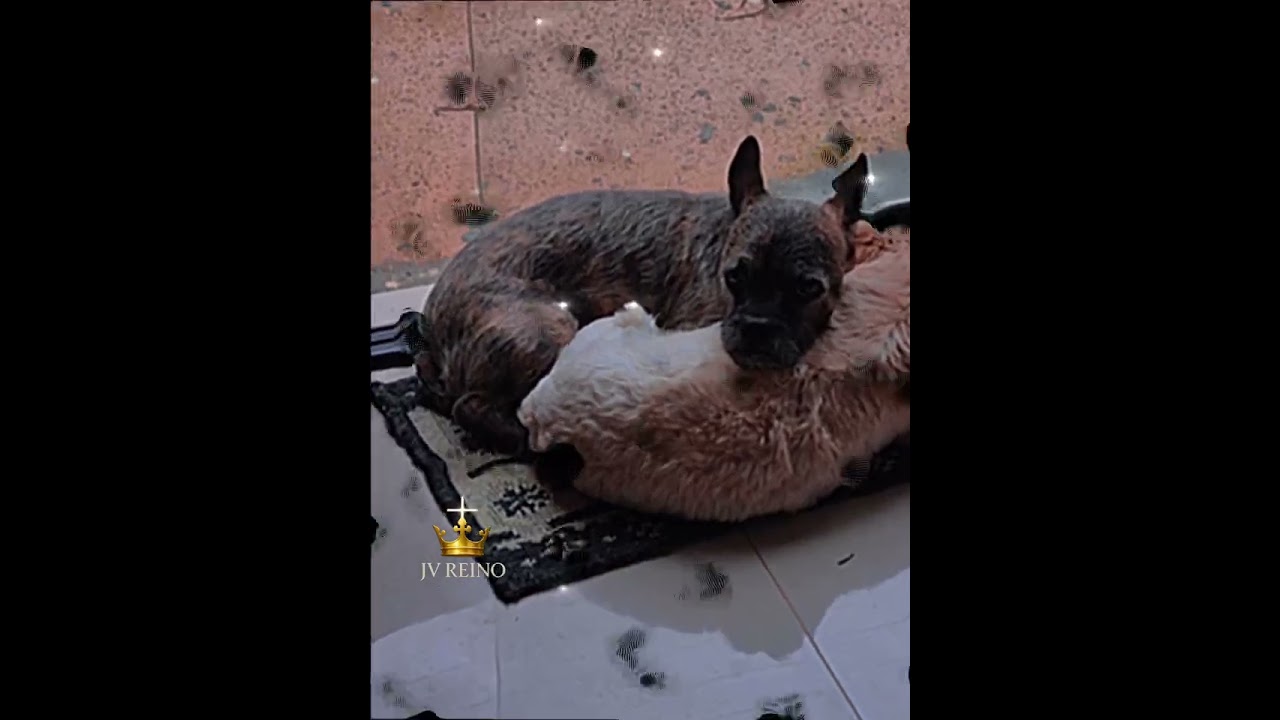 Talvez os animais saibam algo que esquecemos.Amar sem ferir. 🐾💛