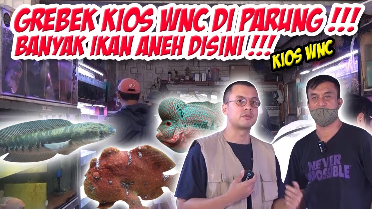 GREBEK KIOS WNC PARUNG IKAN CHANNA DAN IKAN PREDATOR NYA MAKIN BANYAK YANG ANEH !!