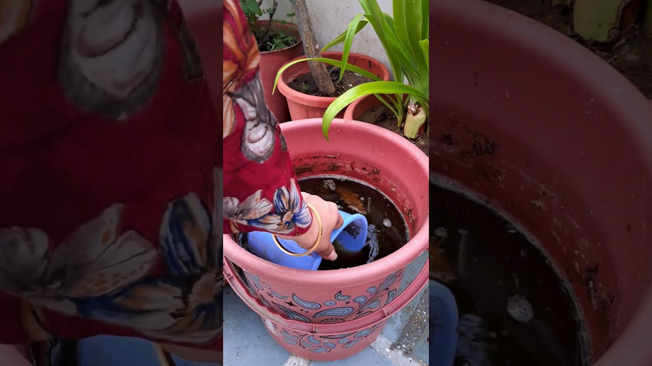 Instant Fertilizer for All Plants - Boost Plant Growth #shorts