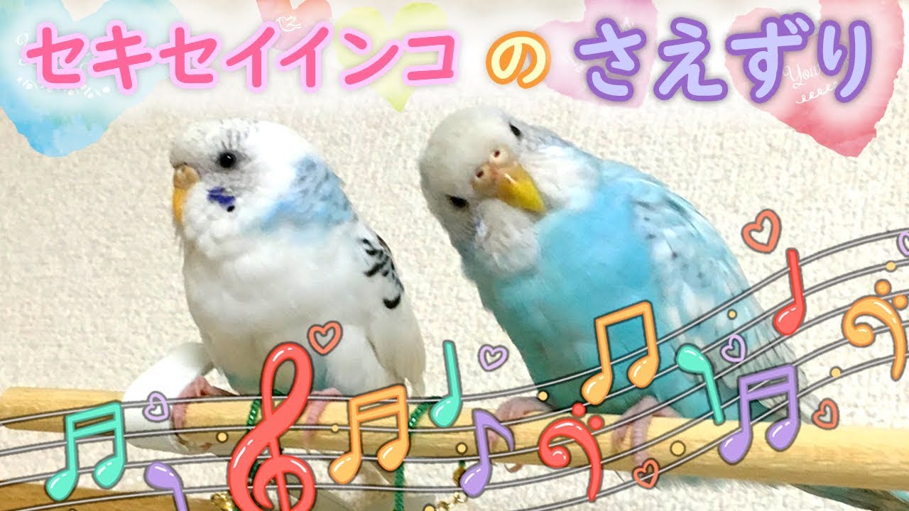 セキセイインコの可愛いさえずり（女の子♀）さえずりの意味は？【vlog-031】Call of budgerigar