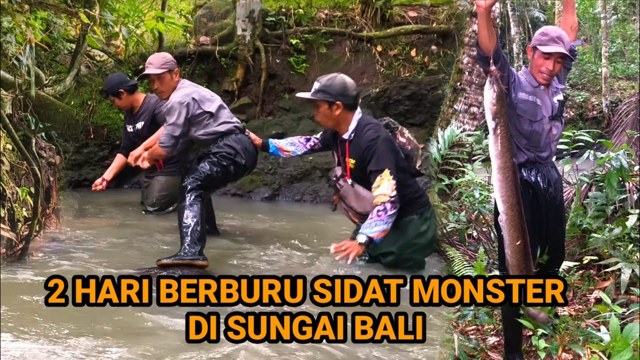 2 HARI MANCING SIDAT MONSTER YANG DI BURU BANYAK PEMANCING 